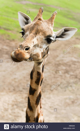 gracioso-jirafa-con-cuello-largo-y-fino-en-cerrar-vista-x9dg44