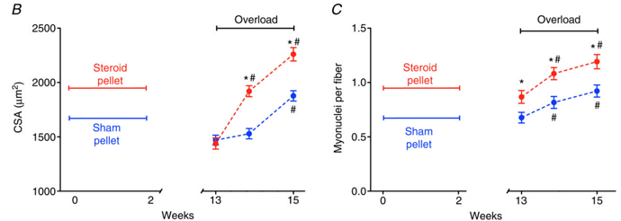 muscle-mass-exposure-testosterone