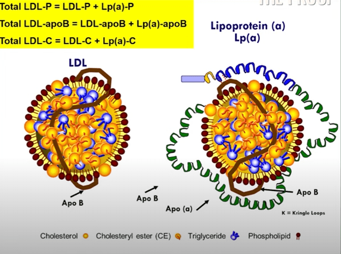 LPA