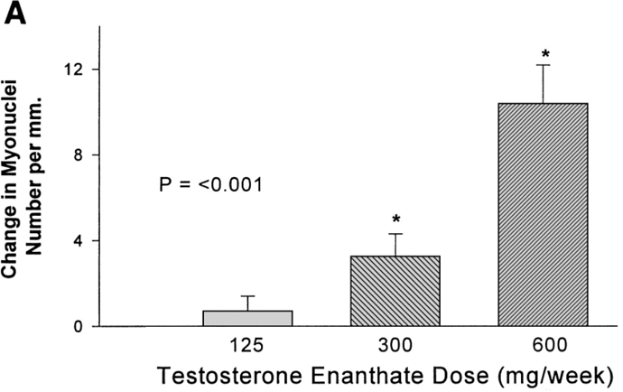 testosterone-enanthate-and-myonuclei-number