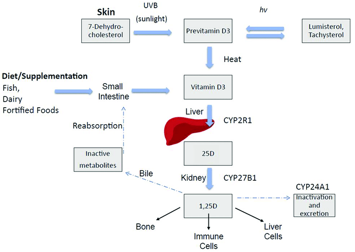 Vitamin-D-endogenous-synthesis-and-metabolism-Endogenous-vitamin-D-synthesis-occurs (1)