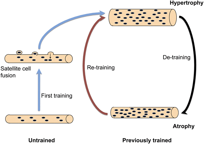 muscle-memory-based-on-myonuclear-permanence (1)