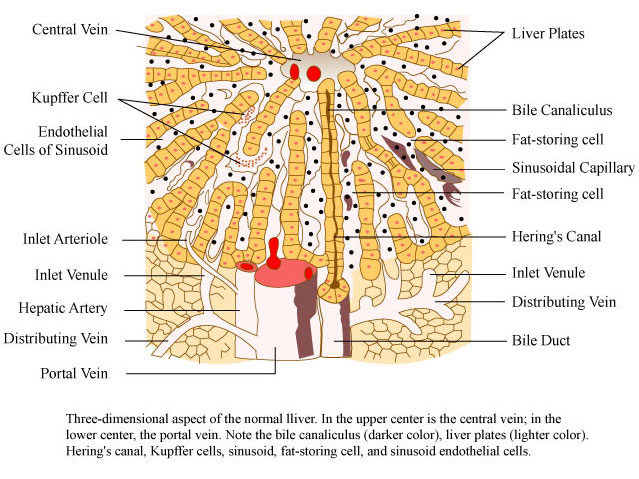 liver-diagram