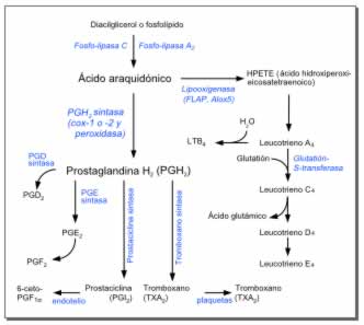 biosintesis_prostaglandina_peq