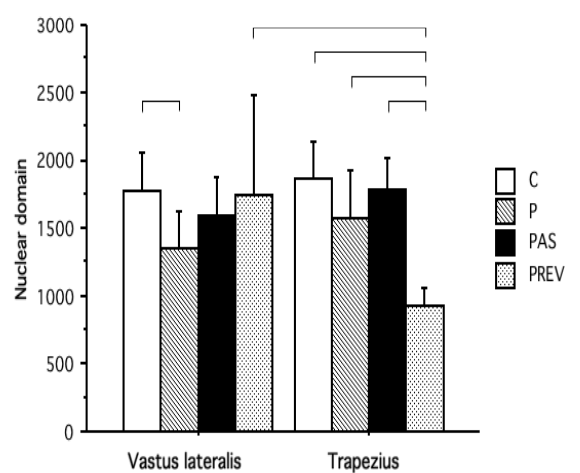 nuclear-domain-size-and-myonuclei-permanence