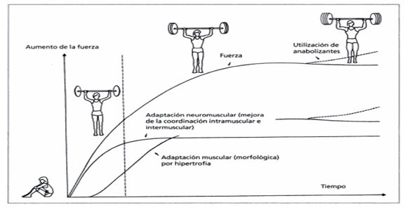hipertrofia-muscular-como-proceso-y-estado-03
