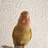 Agapornis